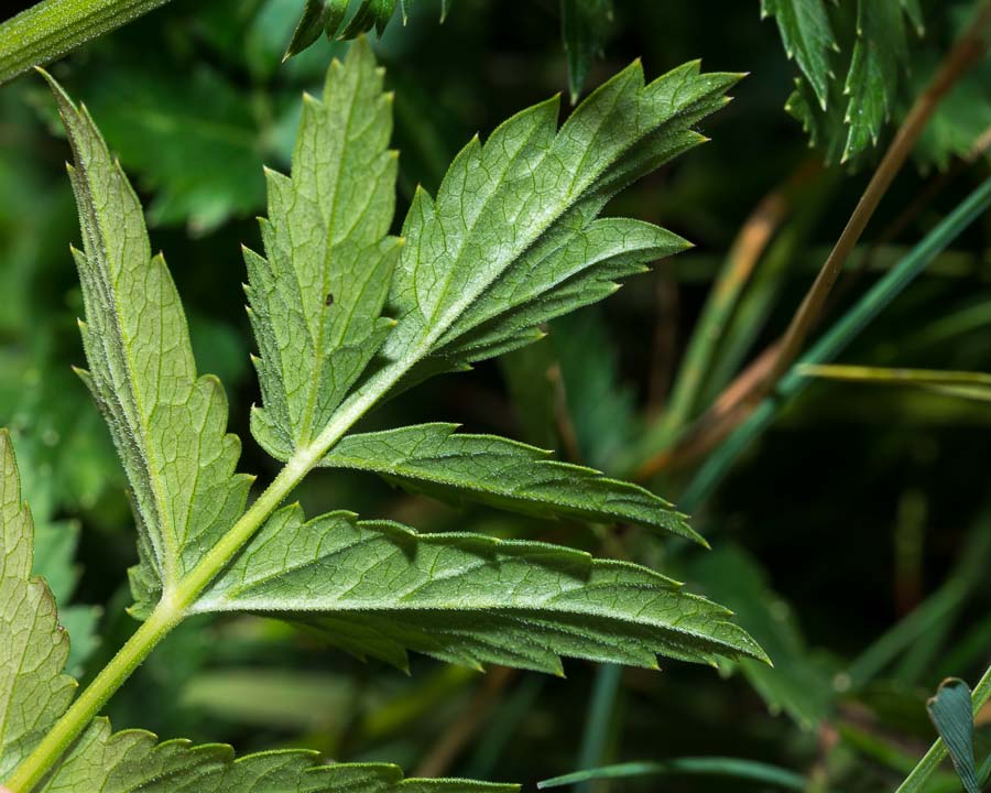 Pimpinella major / Pimpinella maggiore